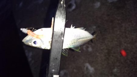 新規ポイントで